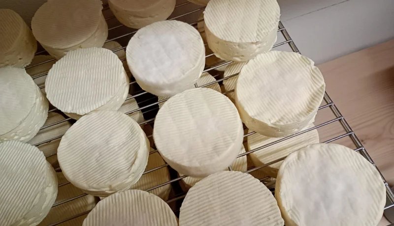 Käse Lagerung in der hofeigenen Käserei Katharinenhof