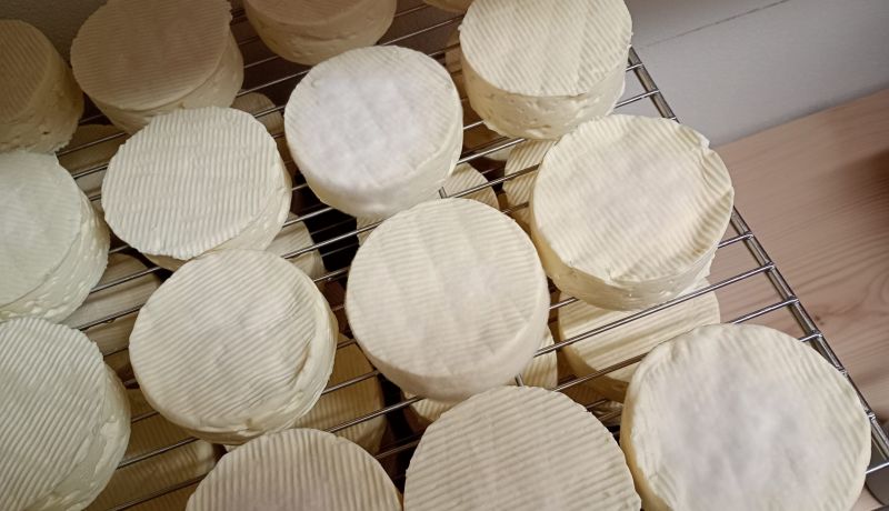 Käse Lagerung in der hofeigenen Käserei Katharinenhof