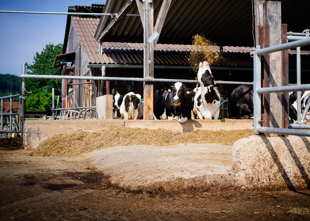 Was Ist Das Besondere An Unseren Holstein Rindern Beefsensation De